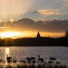 - Familie Schwan im Sonnenuntergang -