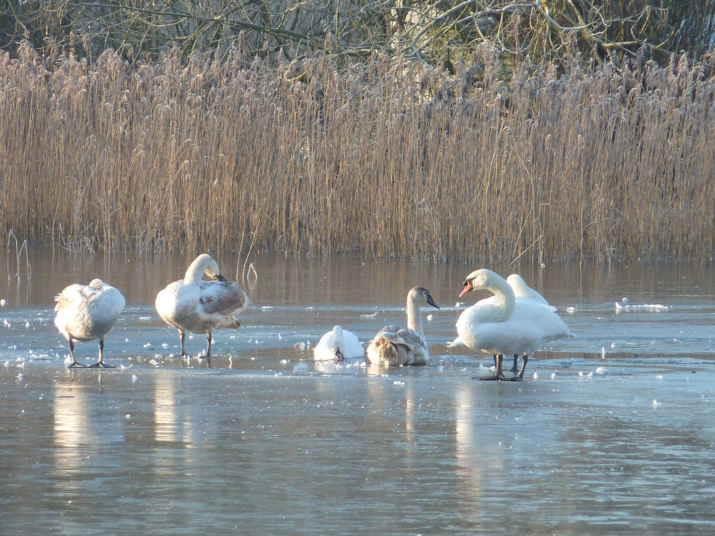 Familie Schwan in eisiger Kälte