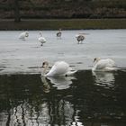 Familie Schwan in Frühlingsstimmung