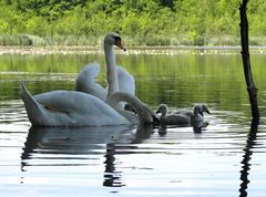 Familie Schwan macht einen Ausflug