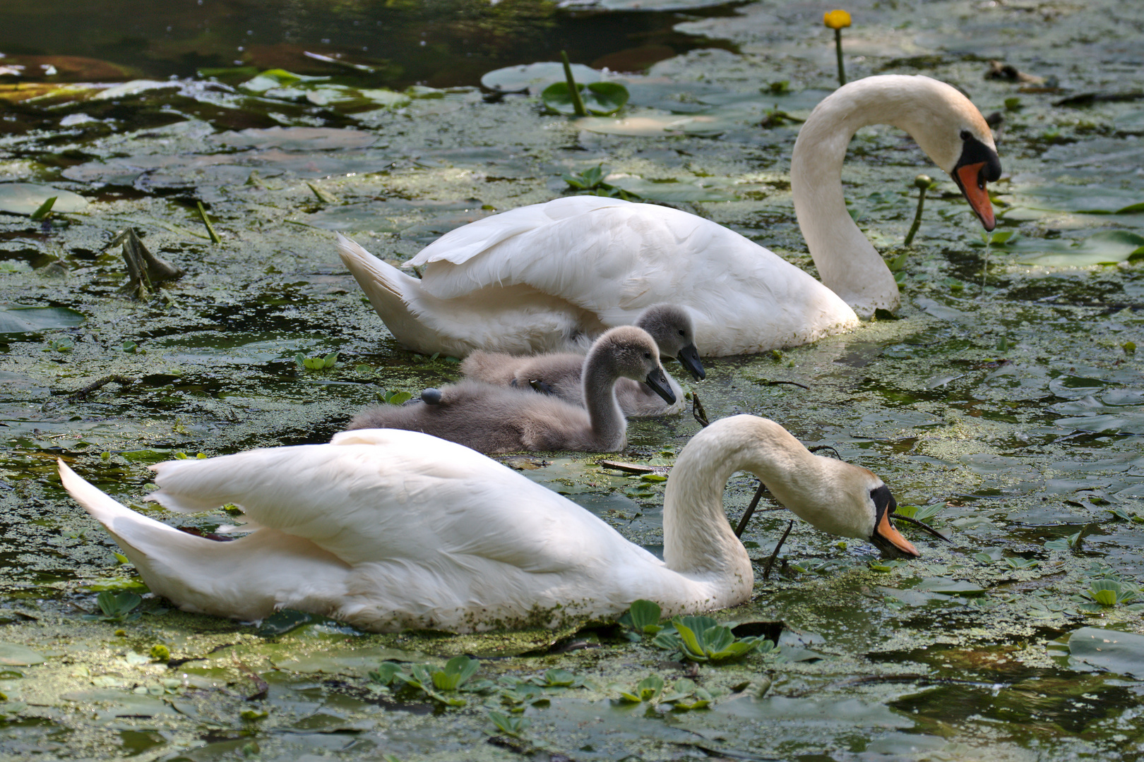 Familie Schwan macht einen Ausflug.