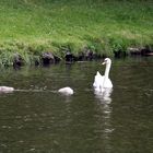 Familie Schwan mal beieinander in Ufernähe