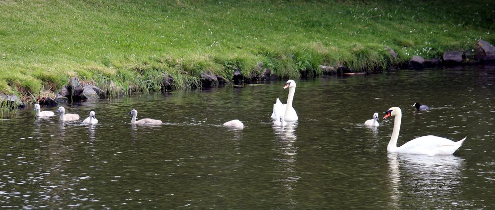 Familie Schwan mal beieinander in Ufernähe