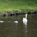 Familie Schwan mal beieinander in Ufernähe