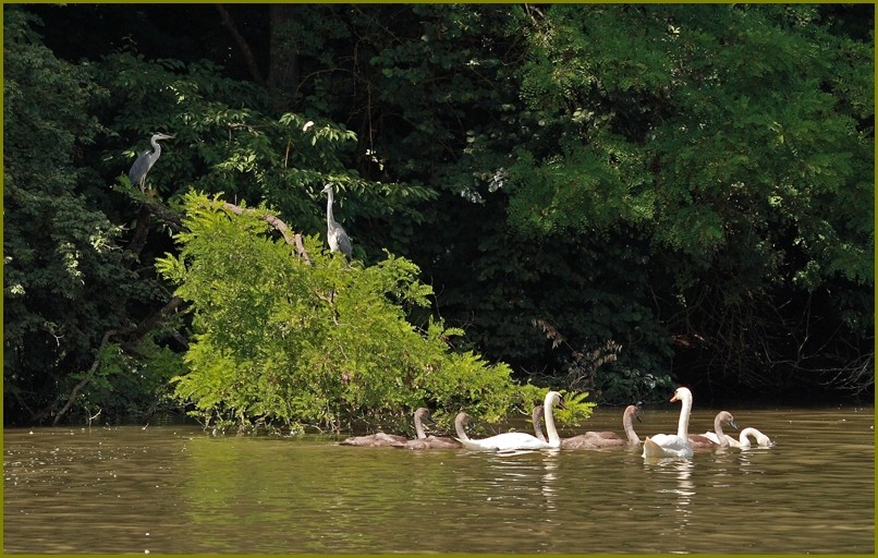 Familie Schwan mausert sich...