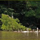 Familie Schwan mausert sich...