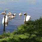 Familie Schwan mit ihren 8 Jungschwänen