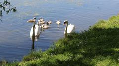 Familie Schwan mit ihren 8 Jungschwänen