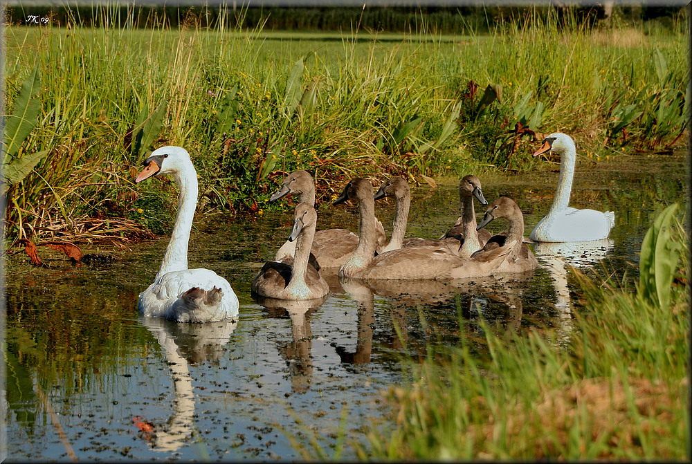 Familie Schwan Nr. 2