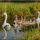 Familie Schwan Nr. 2