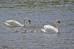 Familie Schwan Nr.1