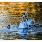 Familie Schwan on Tour