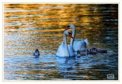 Familie Schwan on Tour