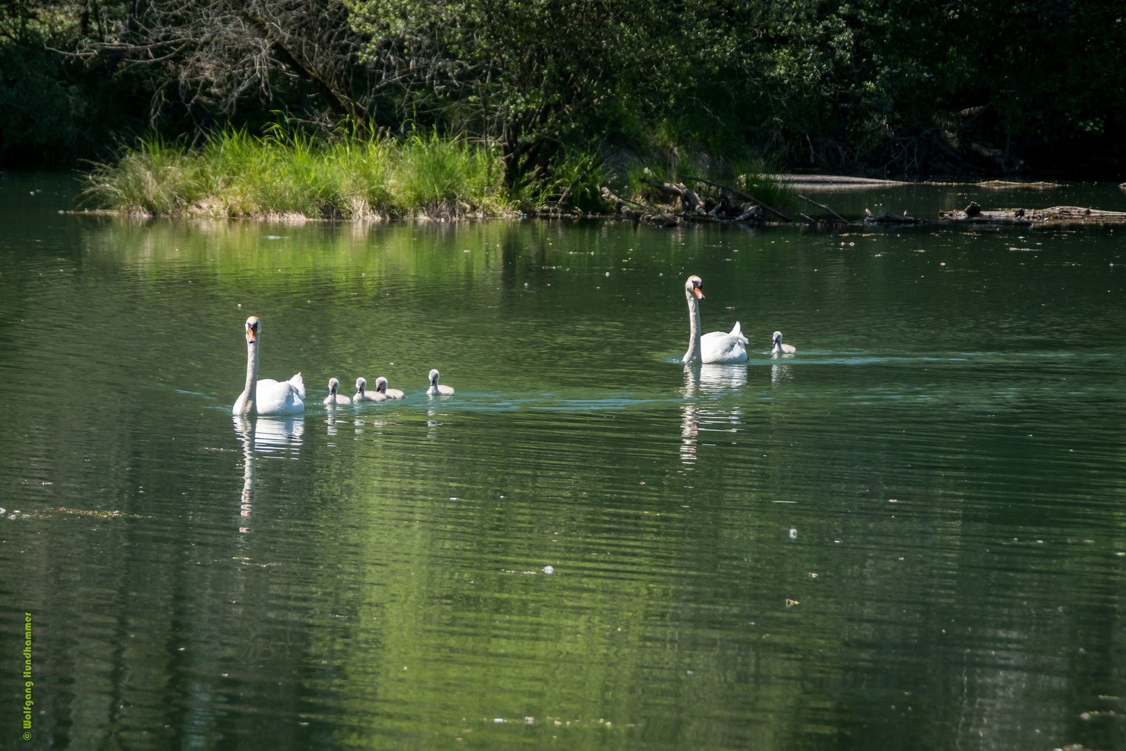 Familie Schwan samt Nachzügler...