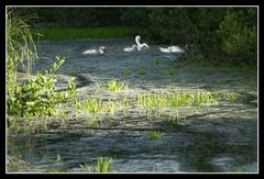 Familie Schwan "sans soucis"