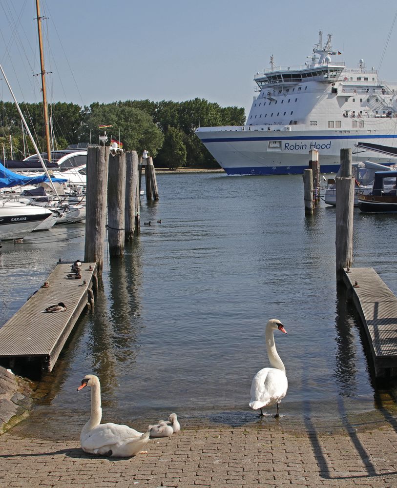 Familie Schwan und die Robin Hood