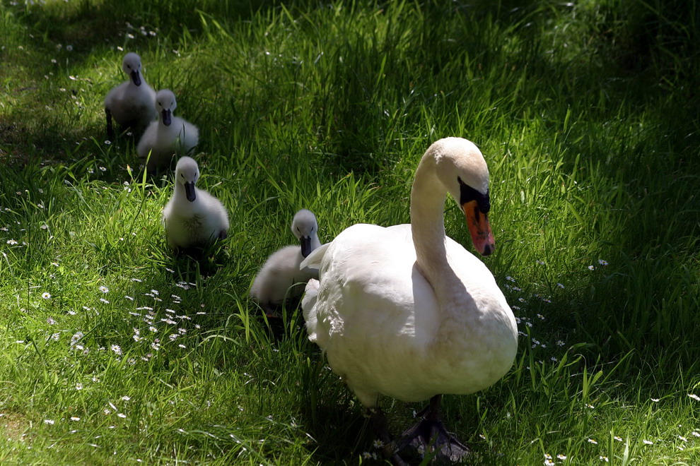 Familie Schwan vom Balkon aus gesehen...