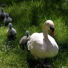 Familie Schwan vom Balkon aus gesehen...