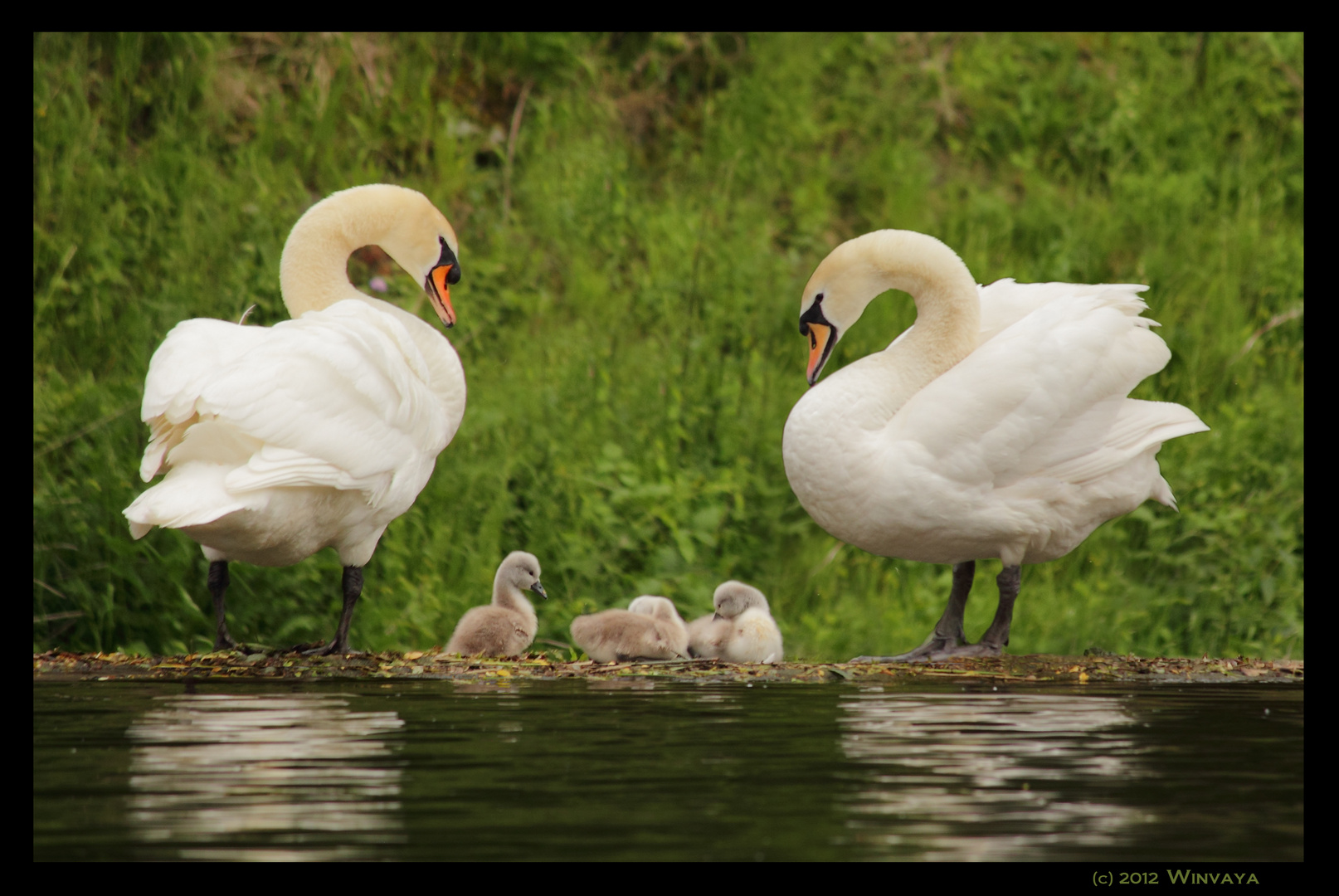 Familie Schwan von der Lahn