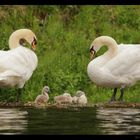 Familie Schwan von der Lahn