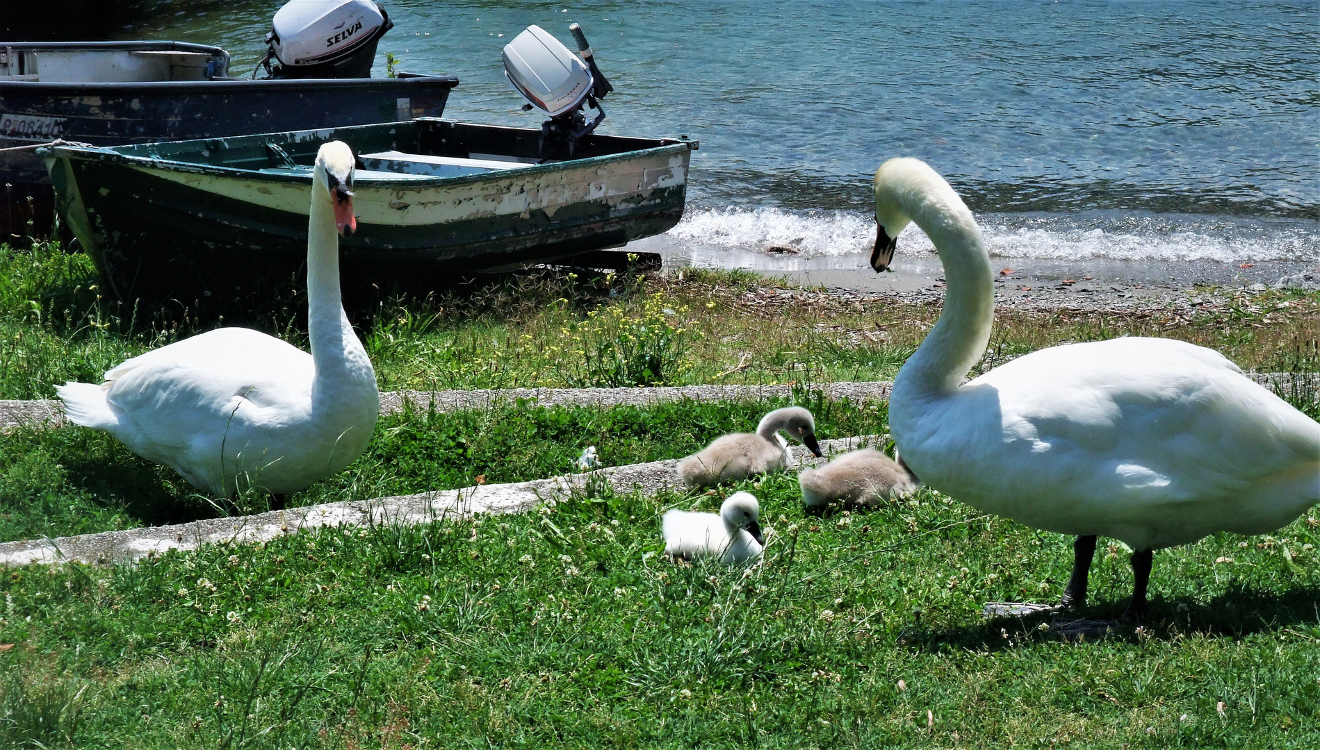 Familie SCHWAN zu Lande 