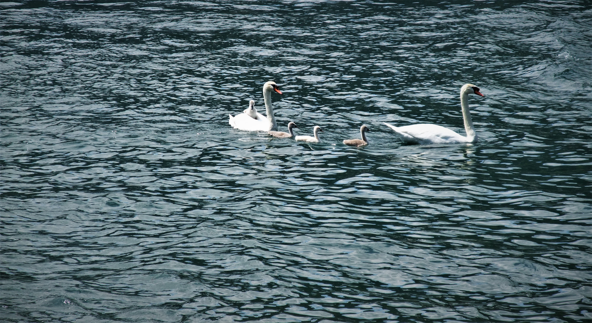 Familie SCHWAN zu Wasser und ..