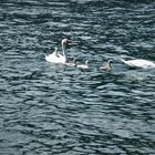 Familie SCHWAN zu Wasser und ..