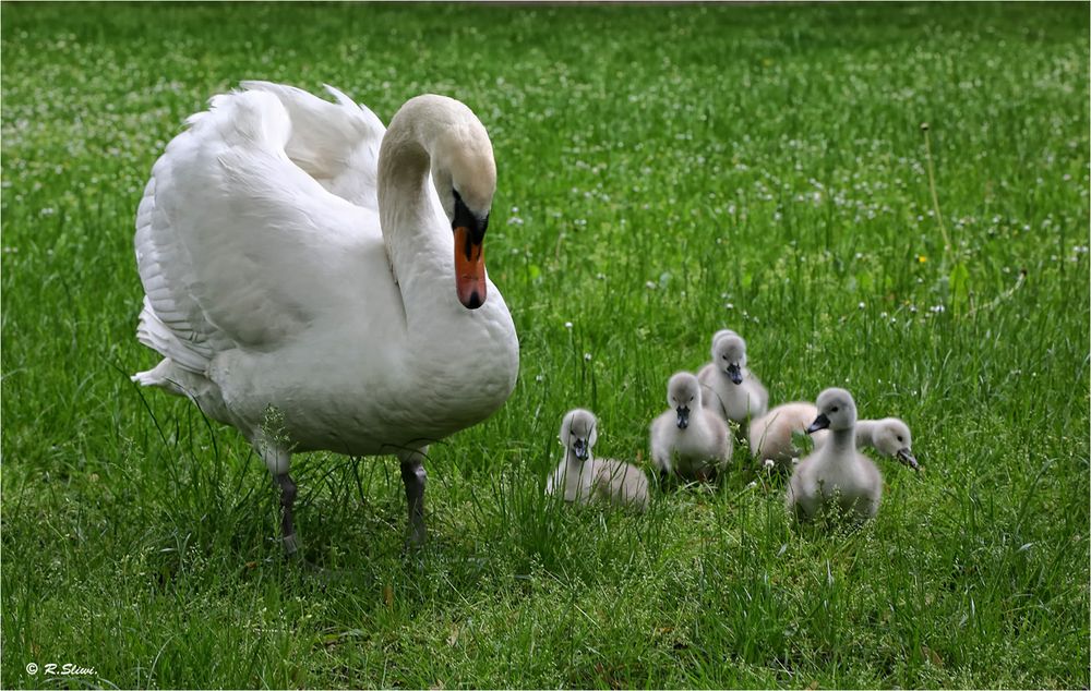 Familie Schwan1FC