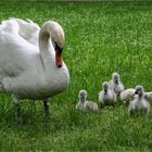 Familie Schwan1FC