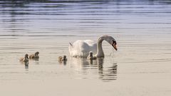 Familie Schwan_D4A3184