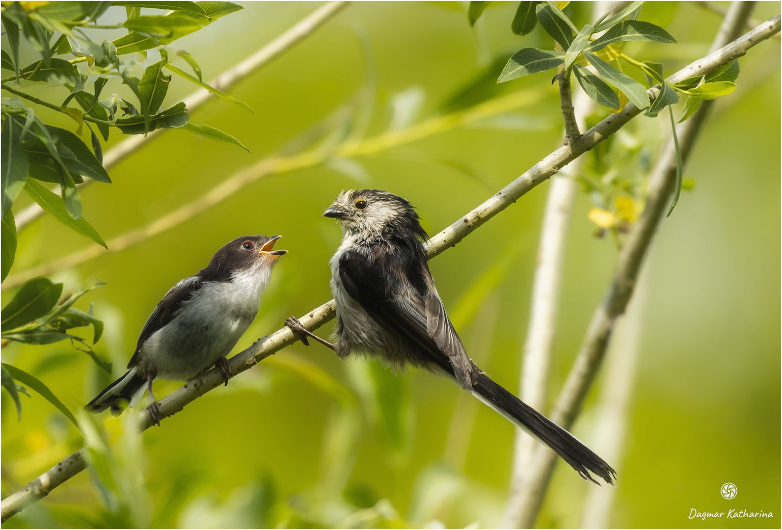 Familie Schwanzmeise