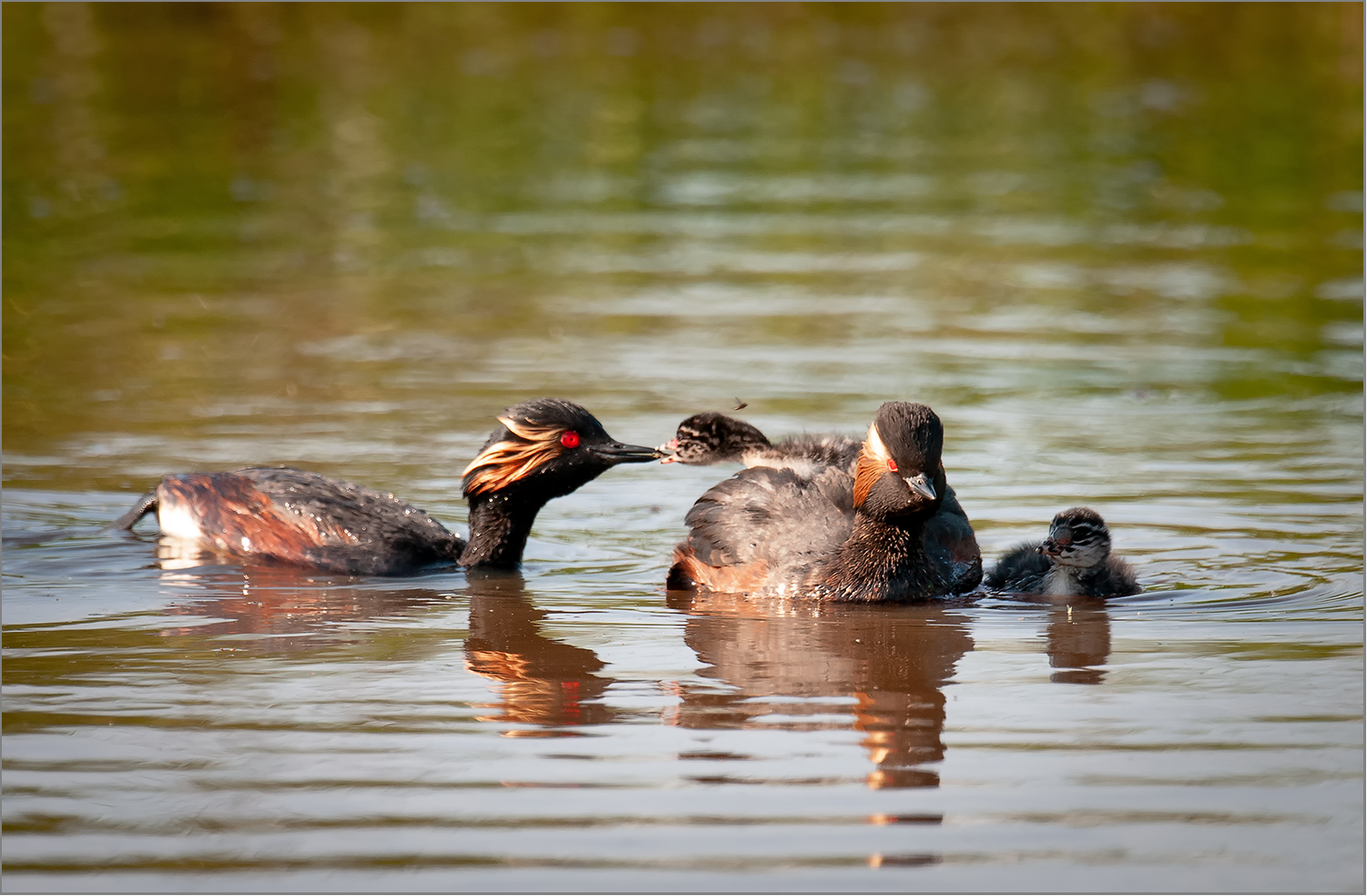 Familie Schwarzhalstaucher   . . .