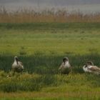 Familie "Schwarzkopfschwan"