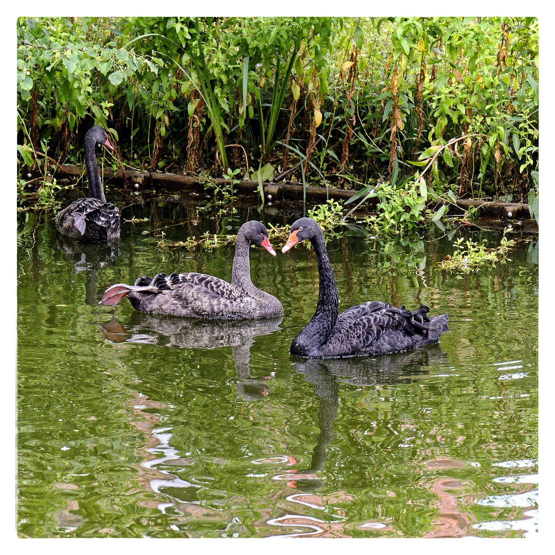 Familie Schwarzschwan