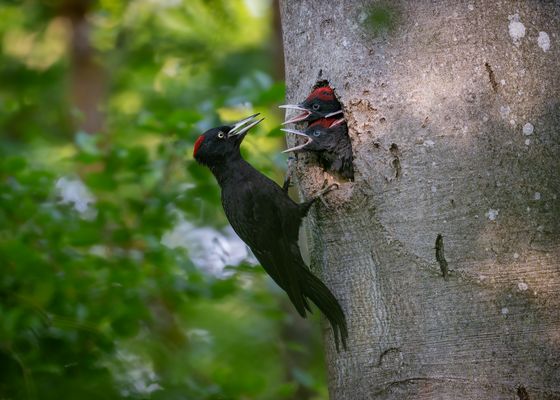 Familie Schwarzspecht…