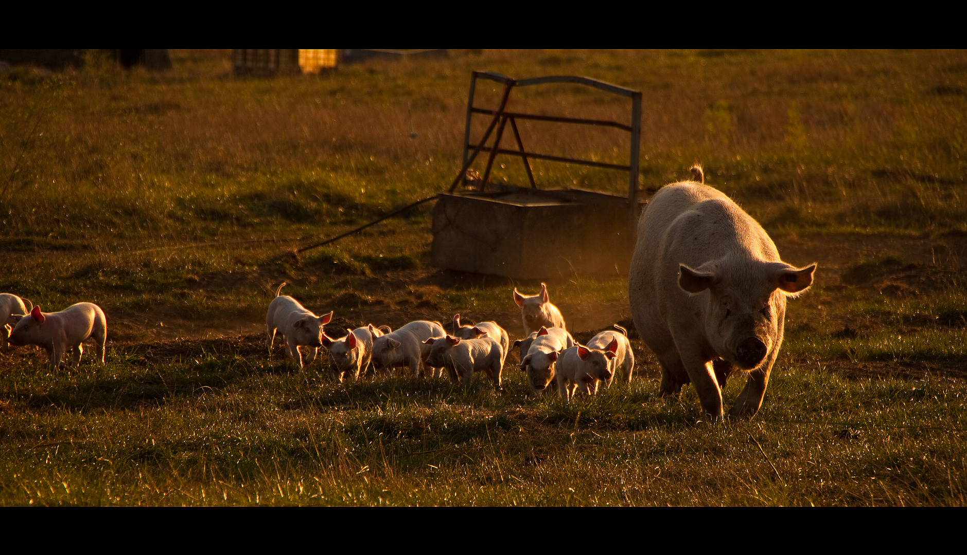 Familie "Schwein"