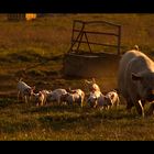 Familie "Schwein"