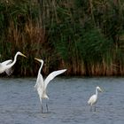 Familie Silberreiher