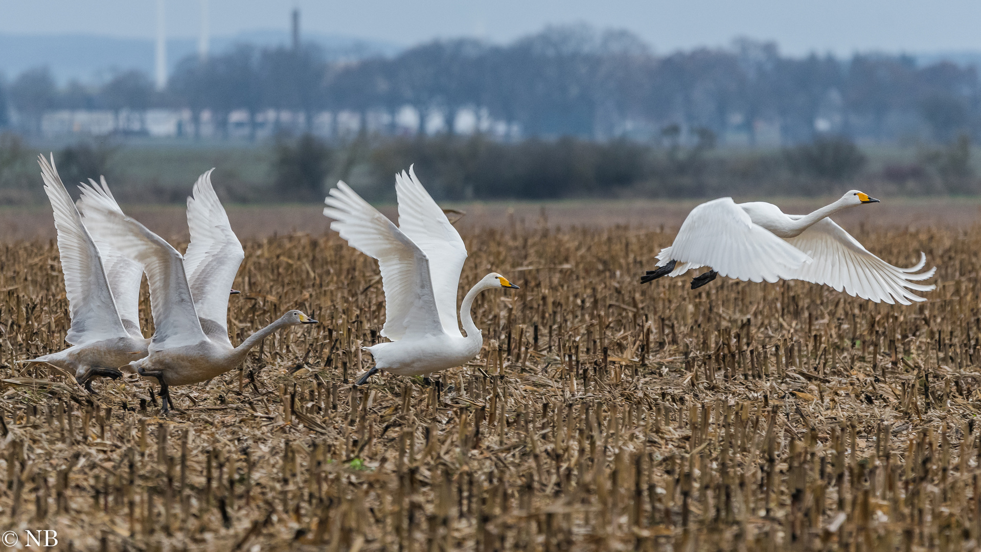 "Familie Singschwan 2022"