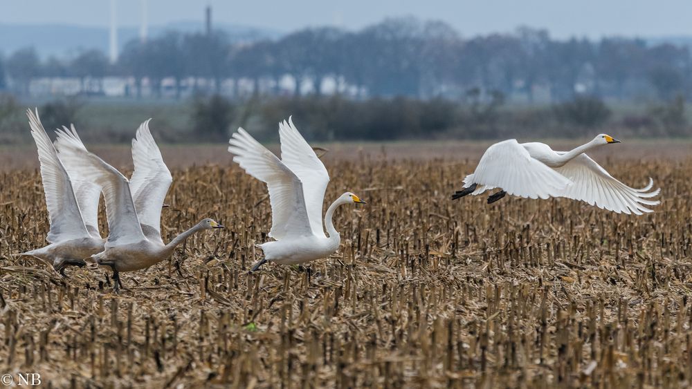 "Familie Singschwan 2022"