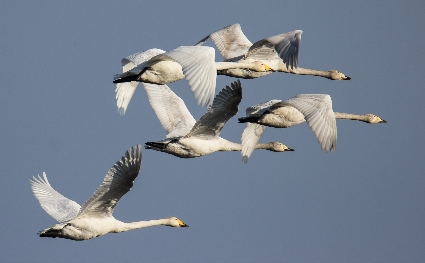 Familie Singschwan ...