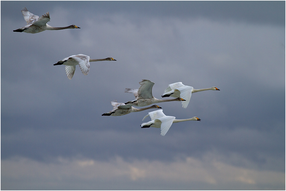 Familie Singschwan..