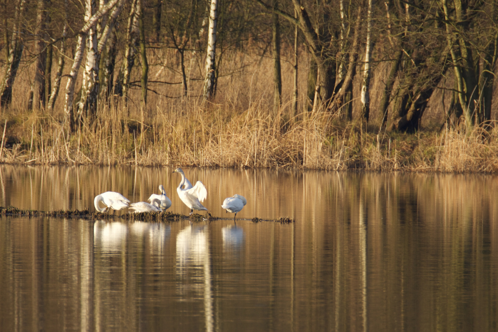 Familie Singschwan