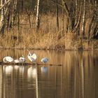 Familie Singschwan