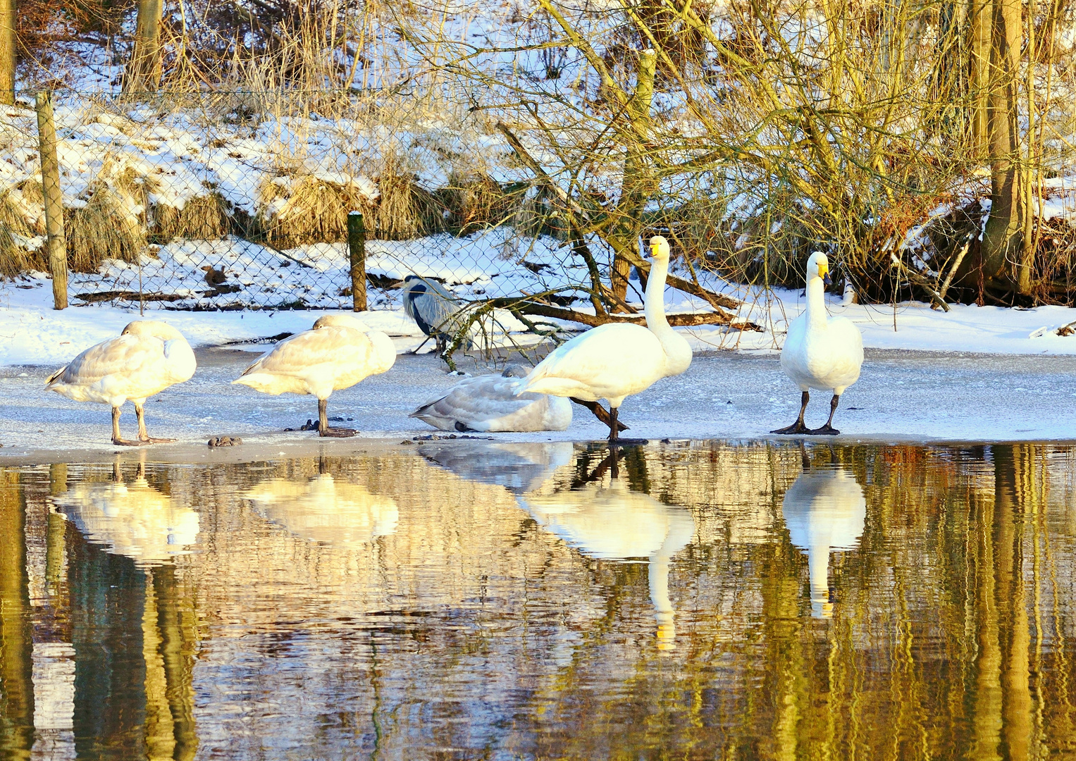 Familie Singschwan zu Besuch auf der Alster mit Zaungast anbei