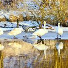 Familie Singschwan zu Besuch auf der Alster mit Zaungast anbei