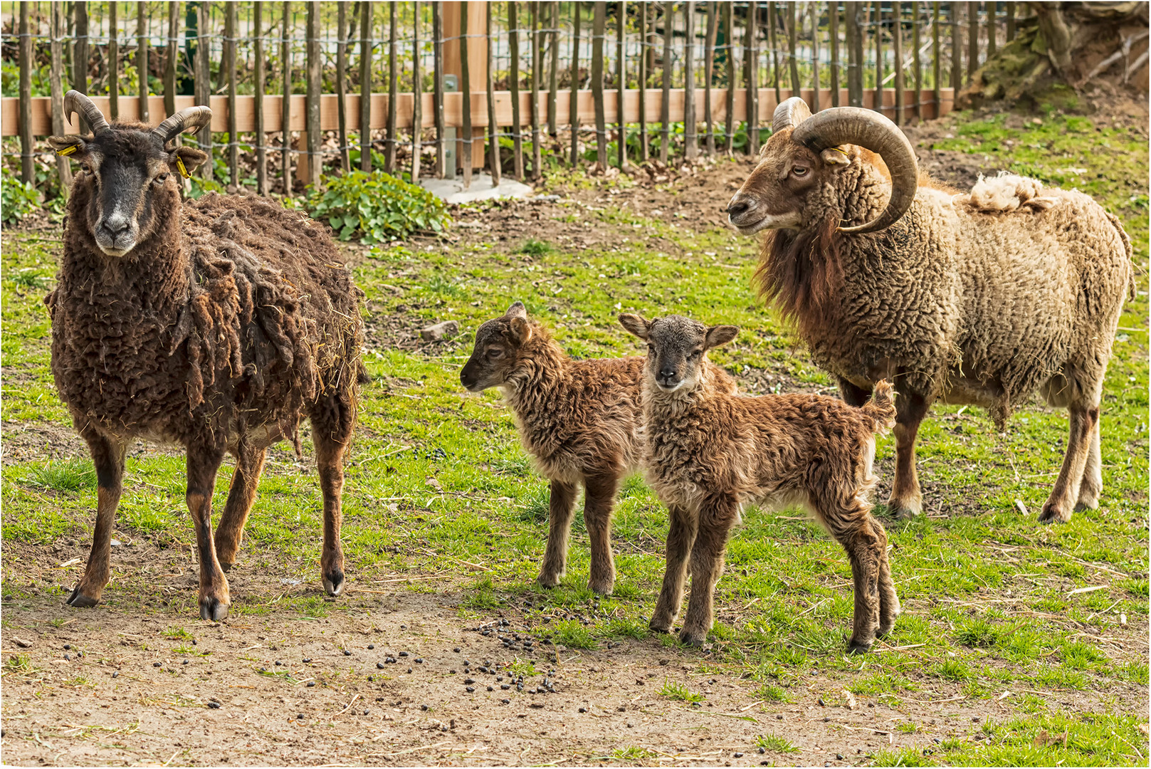 Familie Soayschaf