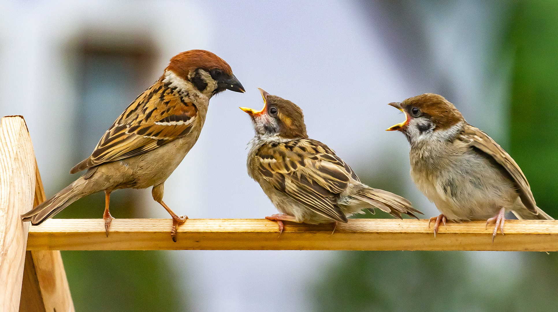 Familie Spatz