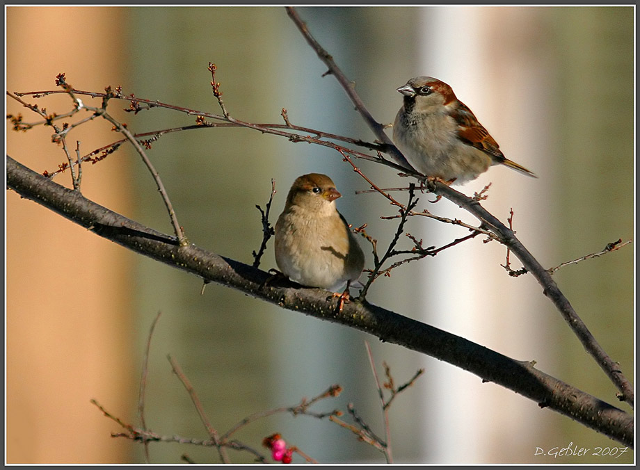 Familie Sperling