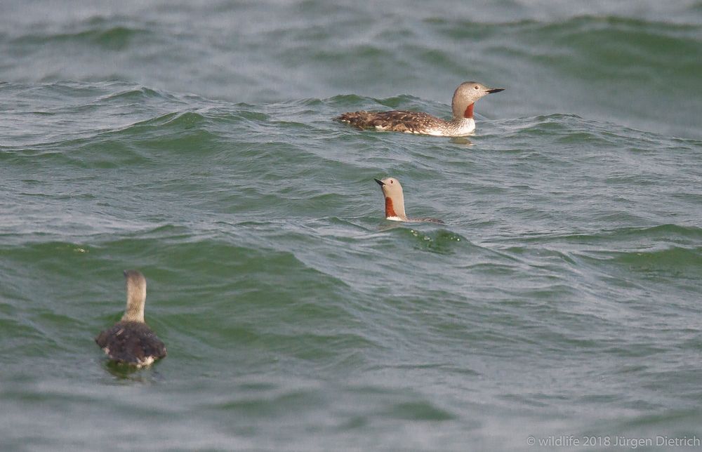 Familie Sterntaucher